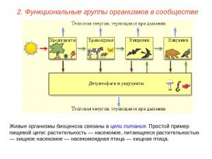 2. Функциональные группы организмов в сообществе Живые организмы биоценоза связа