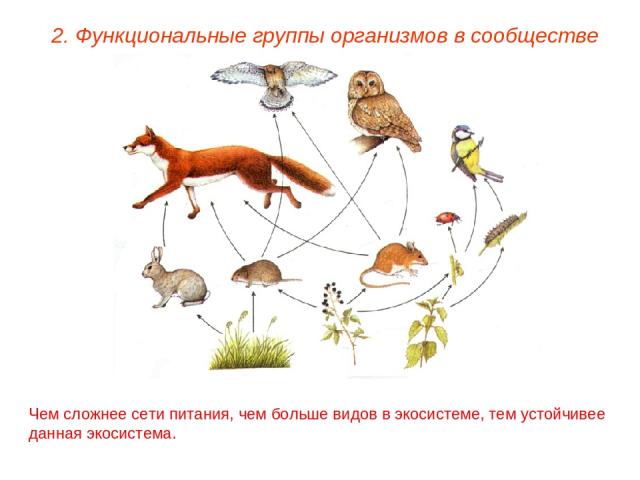 2. Функциональные группы организмов в сообществе Чем сложнее сети питания, чем больше видов в экосистеме, тем устойчивее данная экосистема.