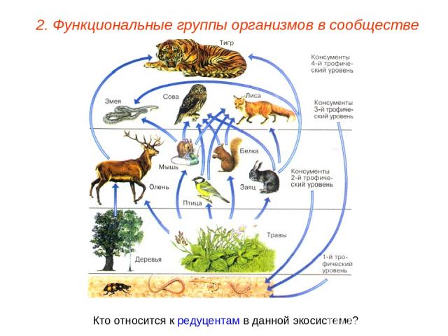 2. Функциональные группы организмов в сообществе Кто относится к редуцентам в данной экосистеме?