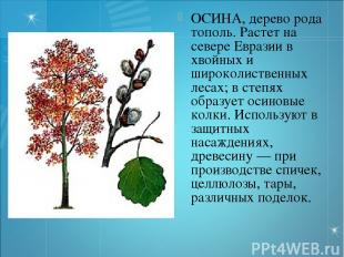 ОСИНА, дерево рода тополь. Растет на севере Евразии в хвойных и широколиственных