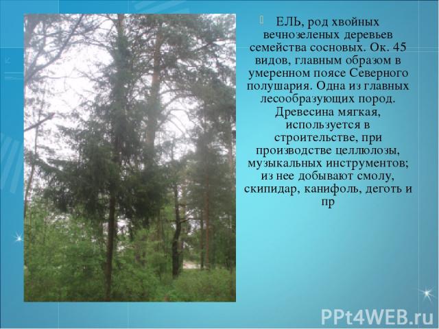 ЕЛЬ, род хвойных вечнозеленых деревьев семейства сосновых. Ок. 45 видов, главным образом в умеренном поясе Северного полушария. Одна из главных лесообразующих пород. Древесина мягкая, используется в строительстве, при производстве целлюлозы, музыкал…