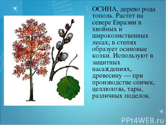 ОСИНА, дерево рода тополь. Растет на севере Евразии в хвойных и широколиственных лесах; в степях образует осиновые колки. Используют в защитных насаждениях, древесину — при производстве спичек, целлюлозы, тары, различных поделок.