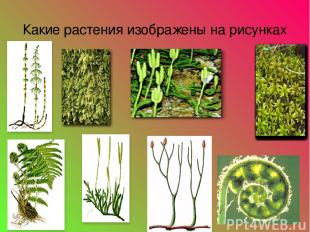 Какие растения изображены на рисунках