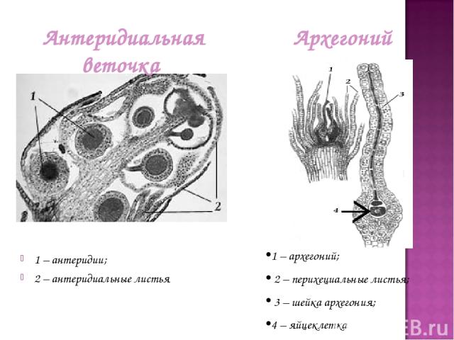 1 – антеридии; 2 – антеридиальные листья Архегоний Антеридиальная веточка 1 – архегоний; 2 – перихециальные листья; 3 – шейка архегония; 4 – яйцеклетка