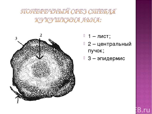 1 – лист; 2 – центральный пучок; 3 – эпидермис