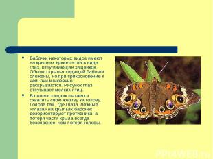 Бабочки некоторых видов имеют на крыльях яркие пятна в виде глаз, отпугивающие х