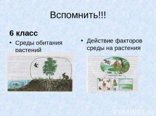 Вспомнить!!! 6 класс Среды обитания растений Действие факторов среды на растения