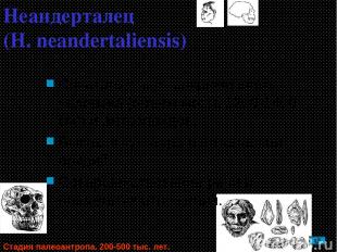 Неандерталец (H. neandertaliensis) Сочетание черт современного человека (объем м