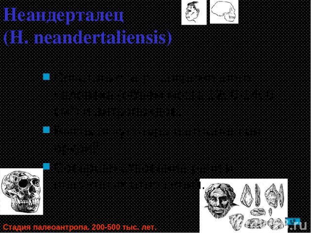 Неандерталец (H. neandertaliensis) Сочетание черт современного человека (объем мозга 1200-1400 см3) и антропоидов. Высокая культура изготовления орудий. Совершенствование речи и племенных отношений. Стадия палеоантропа. 200-500 тыс. лет.