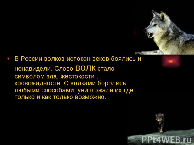 В России волков испокон веков боялись и ненавидели. Слово волк стало символом зла, жестокости , кровожадности. С волками боролись любыми способами, уничтожали их где только и как только возможно.
