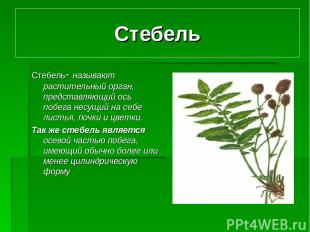 Стебель Стебель- называют растительный орган, представляющий ось побега несущий