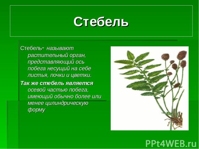 Побегом называют стебель расположенный на нем. Доклад на тему необычные стебли растений на лист а4.