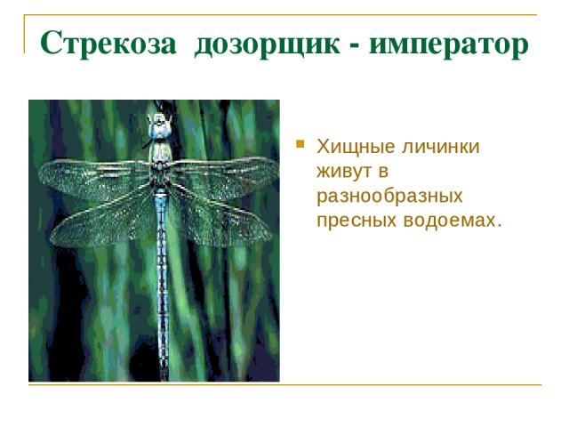 Стрекоза дозорщик - император Хищные личинки живут в разнообразных пресных водоемах.