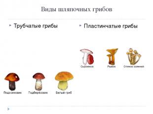 Виды шляпочных грибов Трубчатые грибы Пластинчатые грибы
