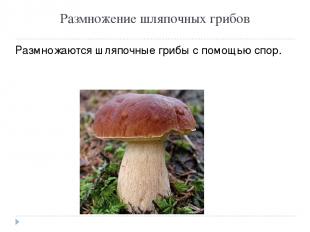 Размножение шляпочных грибов Размножаются шляпочные грибы с помощью спор.
