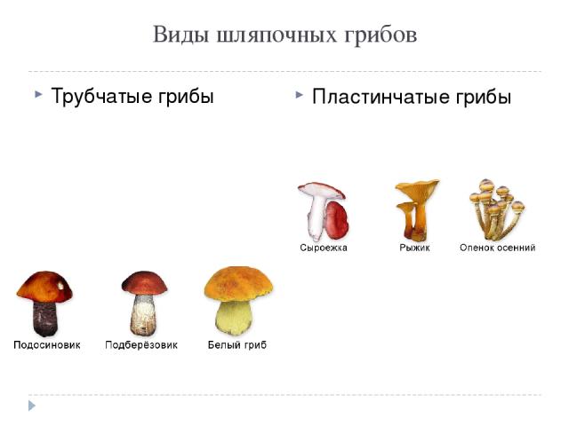 Шампиньон трубчатый или пластинчатый гриб. Грибы Шляпочные и трубчатые. Шляпочные грибы трубчатые и пластинчатые. Трубчатые и пластинчатые грибы. Подберёзовик трубчатый или гриб.