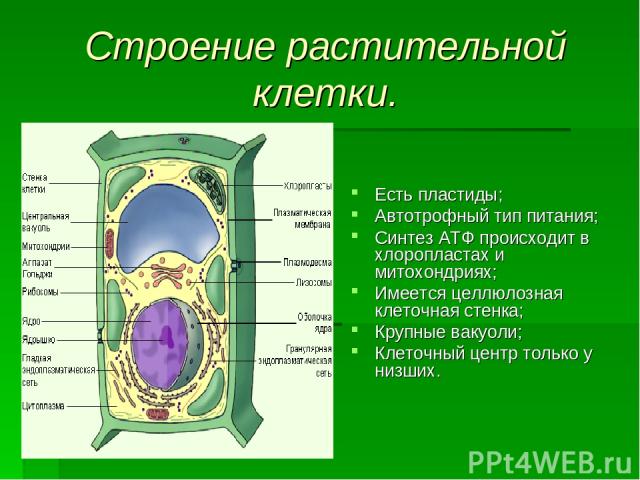 Строение растительной клетки. Есть пластиды; Автотрофный тип питания; Синтез АТФ происходит в хлоропластах и митохондриях; Имеется целлюлозная клеточная стенка; Крупные вакуоли; Клеточный центр только у низших.