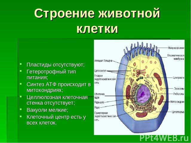 Строение животной клетки Пластиды отсутствуют; Гетеротрофный тип питания; Синтез АТФ происходит в митохондриях; Целлюлозная клеточная стенка отсутствует; Вакуоли мелкие; Клеточный центр есть у всех клеток.