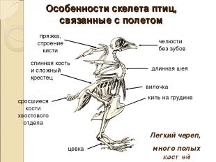 Особенности скелета птиц, связанные с полетом челюсти без зубов киль на грудине