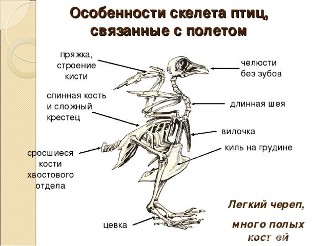 Особенности скелета птиц, связанные с полетом челюсти без зубов киль на грудине спинная кость и сложный крестец вилочка пряжка, строение кисти цевка длинная шея сросшиеся кости хвостового отдела Легкий череп, много полых костей