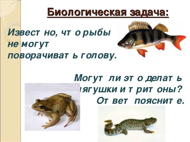 Биологическая задача: Известно, что рыбы не могут поворачивать голову. Могут ли это делать лягушки и тритоны? Ответ поясните.