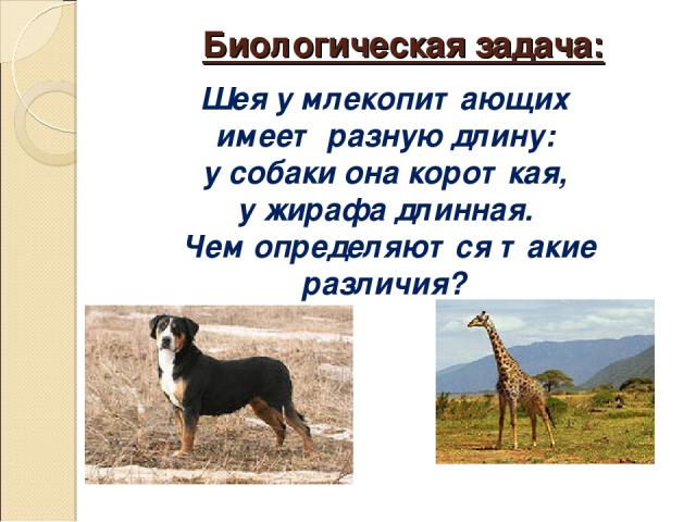 Биологическая задача: Шея у млекопитающих имеет разную длину: у собаки она короткая, у жирафа длинная. Чем определяются такие различия?