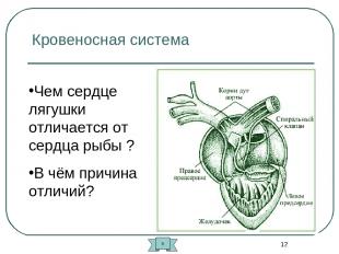 * Кровеносная система Чем сердце лягушки отличается от сердца рыбы ? В чём причи