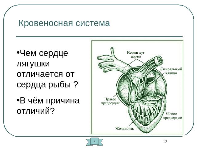 * Кровеносная система Чем сердце лягушки отличается от сердца рыбы ? В чём причина отличий? а
