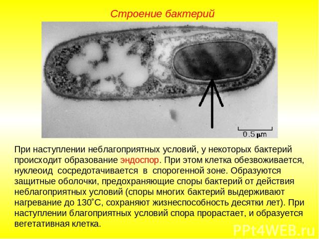 Строение бактерий При наступлении неблагоприятных условий, у некоторых бактерий происходит образование эндоспор. При этом клетка обезвоживается, нуклеоид сосредотачивается в спорогенной зоне. Образуются защитные оболочки, предохраняющие споры бактер…
