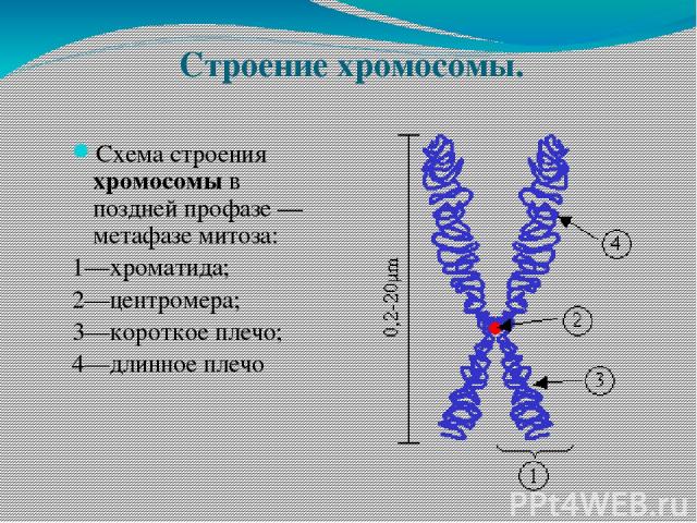 Строение хромосомы. Схема строения хромосомы в поздней профазе — метафазе митоза: 1—хроматида; 2—центромера; 3—короткое плечо; 4—длинное плечо