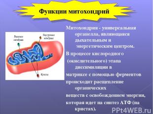 Митохондрия - универсальная органелла, являющаяся дыхательным и энергетическим ц