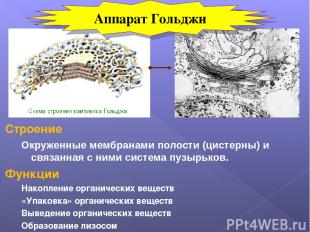 Строение Окруженные мембранами полости (цистерны) и связанная с ними система пуз