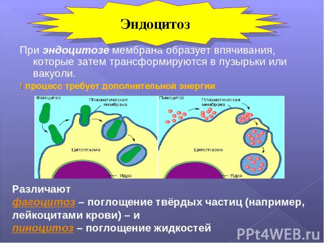 При эндоцитозе мембрана образует впячивания, которые затем трансформируются в пузырьки или вакуоли. ! процесс требует дополнительной энергии Различают фагоцитоз – поглощение твёрдых частиц (например, лейкоцитами крови) – и пиноцитоз – поглощение жид…