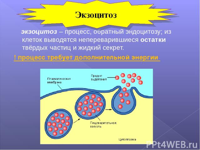 экзоцитоз – процесс, обратный эндоцитозу; из клеток выводятся непереварившиеся остатки твёрдых частиц и жидкий секрет. ! процесс требует дополнительной энергии Экзоцитоз
