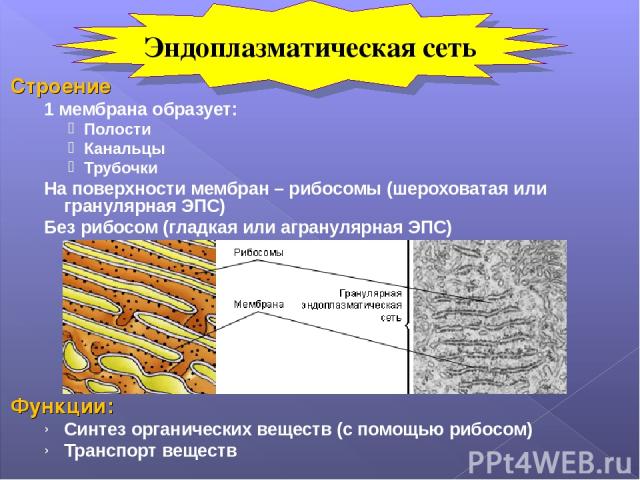 Строение 1 мембрана образует: Полости Канальцы Трубочки На поверхности мембран – рибосомы (шероховатая или гранулярная ЭПС) Без рибосом (гладкая или агранулярная ЭПС) Функции: Синтез органических веществ (с помощью рибосом) Транспорт веществ Эндопла…