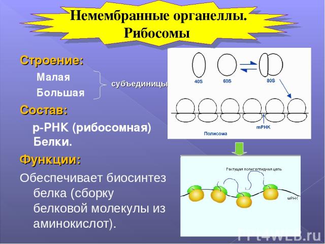 Строение: Малая Большая Состав: р-РНК (рибосомная) Белки. Функции: Обеспечивает биосинтез белка (сборку белковой молекулы из аминокислот). субъединицы Немембранные органеллы. Рибосомы