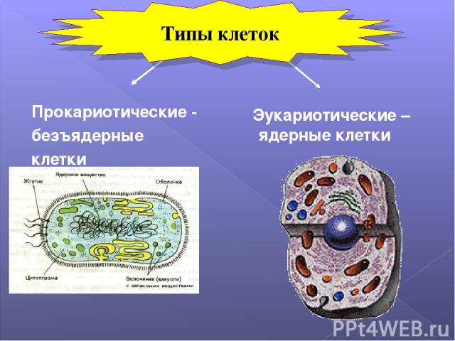 Прокариотические - безъядерные клетки Эукариотические –ядерные клетки Типы клеток
