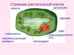 цитоплазма ядрышко ядро эндоплазматическая сеть митохондрии наружняя клеточная м