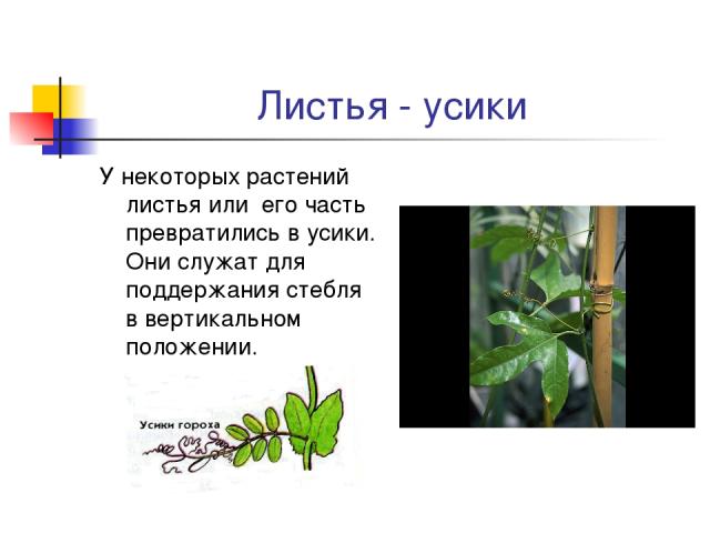 Листья - усики У некоторых растений листья или его часть превратились в усики. Они служат для поддержания стебля в вертикальном положении.