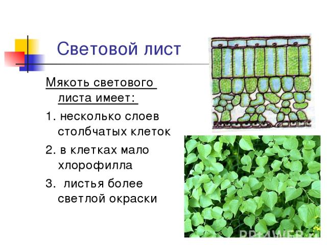 Световой лист Мякоть светового листа имеет: 1. несколько слоев столбчатых клеток 2. в клетках мало хлорофилла 3. листья более светлой окраски