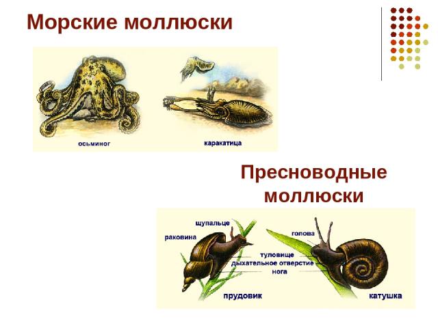 Морские моллюски Пресноводные моллюски