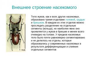 Внешнее строение насекомого Тело жуков, как и всех других насекомых, образовано