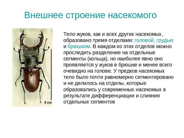 Внешнее строение насекомого Тело жуков, как и всех других насекомых, образовано тремя отделами: головой, грудью и брюшком. В каждом из этих отделов можно проследить разделение на отдельные сегменты (кольца), но наиболее явно оно проявляется у жуков …