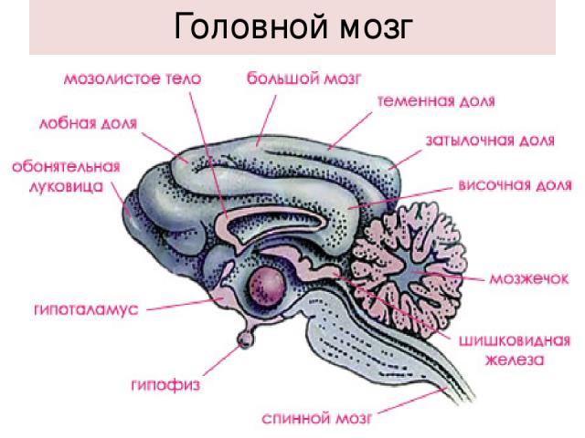 К какому классу относят животных модель строения головного мозга которых показано на рисунке 3