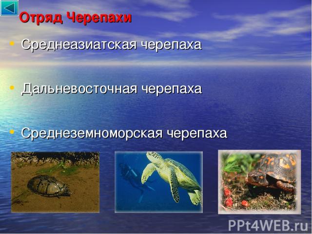Отряд Черепахи Среднеазиатская черепаха Дальневосточная черепаха Среднеземноморская черепаха