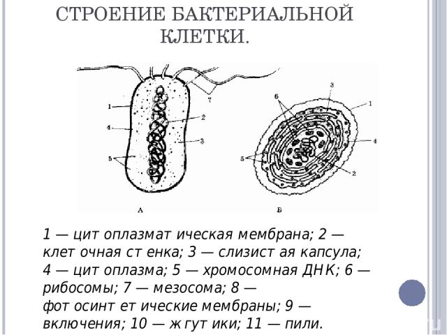 СТРОЕНИЕ БАКТЕРИАЛЬНОЙ КЛЕТКИ. 1 — цитоплазматическая мембрана; 2 — клеточная стенка; 3 — слизистая капсула; 4 — цитоплазма; 5 — хромосомная ДНК; 6 — рибосомы; 7 — мезосома; 8 — фотосинтетические мембраны; 9 — включения; 10 — жгутики; 11 — пили.
