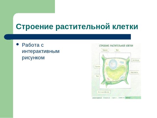 Строение растительной клетки Работа с интерактивным рисунком