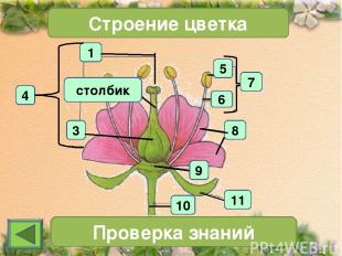1 4 3 Строение цветка 7 Проверка знаний 11 10 6 5 8 9 столбик