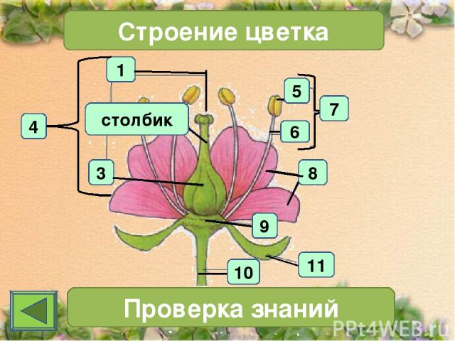 1 4 3 Строение цветка 7 Проверка знаний 11 10 6 5 8 9 столбик