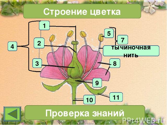 1 4 2 3 Строение цветка 7 Проверка знаний 11 10 тычиночная нить 5 8 9
